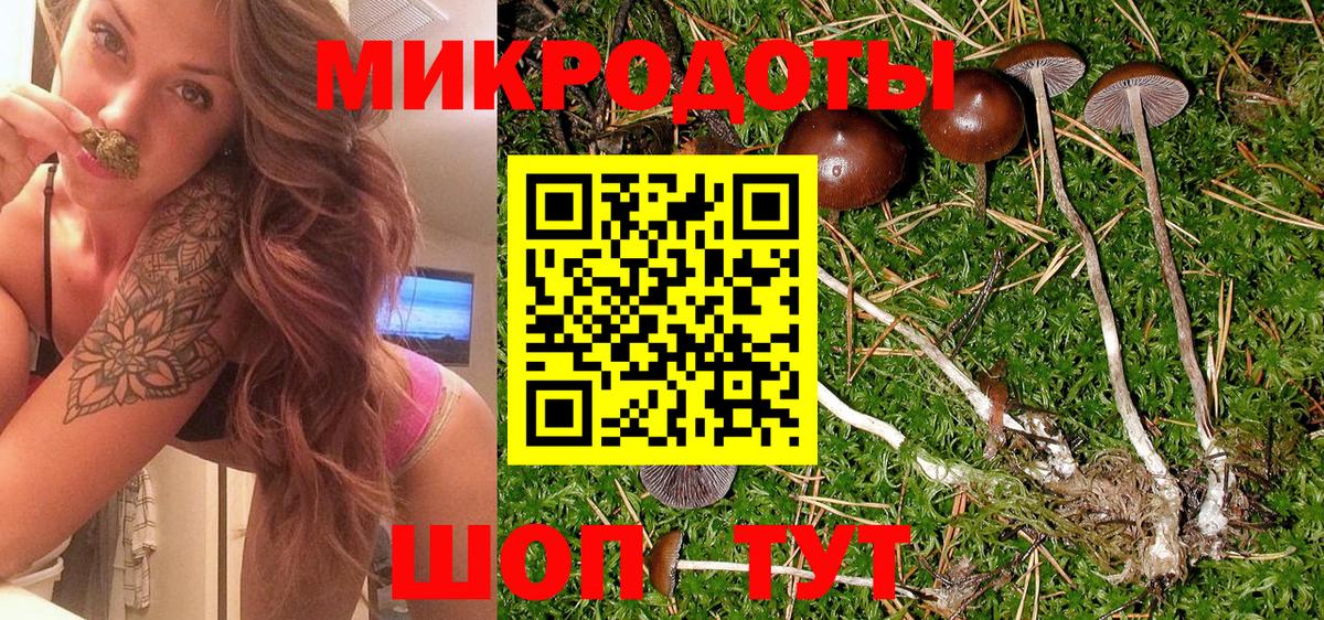 Псилоцибиновые грибы Psilocybine cubensis Ахтубинск
